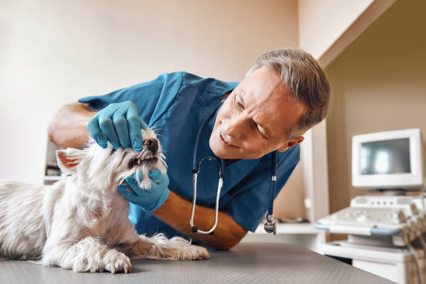 Best Emergency Treatment for Dental Infections or Abscesses in Barron, WI